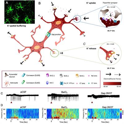 Generating Brain Waves, the Power of Astrocytes